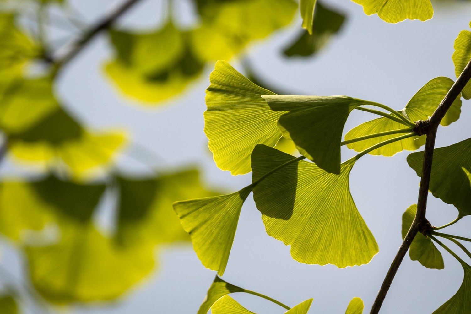 Image of Farm-to-product ginkgo biloba extracts offering full traceability and supply chain control.
